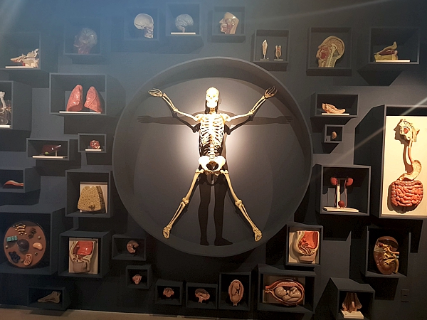 Estudantes do 6º Ano do CEA vivenciam aula de campo no Museu de Ciências da Vida
